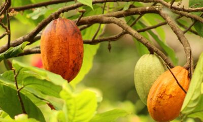 Kakaoprisets historiska rally Vilken är den bästa investeringen 2024 hittills? Det är inte Nvidia eller Bitcoin. Det är kakao. Kakaopriset har stigit med mer än 80 procent de senaste tolv månaderna eftersom väderrelaterade produktionsproblem har lett till en obalans mellan utbud och efterfrågan.