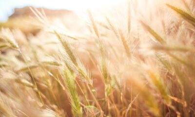 Med ETFer har du inte bara möjlighet att investera i aktier eller obligationer. Du kan också delta i prisutvecklingen på råvaror som vete. Det finns dock några saker du bör veta: råvaru-ETFer spårar alltid en hel korg av olika råvaror, de fungerar till exempel för handel med vete. Dessa produkter som täcker åtminstone några av följande segment: