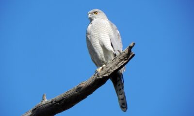 Goshawk Asset Management, den globala aktiebutiken som lanserats av Alex Illingworth och Harwood Capital Management, har tillkännagivit sin första affär med förvärvet av Vermeer Investment Management.