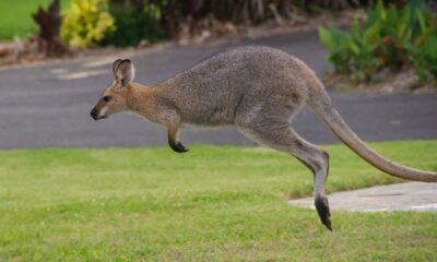 Det enklaste sättet att investera på hela den australiensiska aktiemarknaden är att investera i ett brett marknadsindex. Att investera i Australien kan göras till låg kostnad genom att använda ETFer.