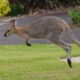 Det enklaste sättet att investera på hela den australiensiska aktiemarknaden är att investera i ett brett marknadsindex. Att investera i Australien kan göras till låg kostnad genom att använda ETFer.