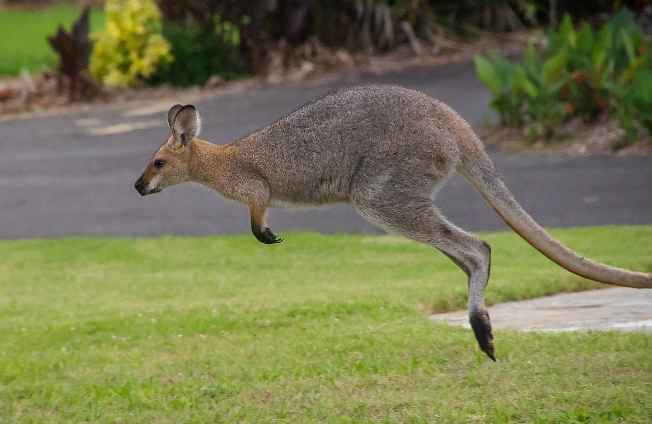 Det enklaste sättet att investera på hela den australiensiska aktiemarknaden är att investera i ett brett marknadsindex. Att investera i Australien kan göras till låg kostnad genom att använda ETFer.