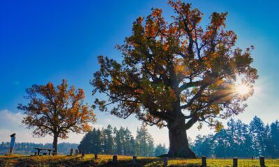 Fair Oaks AAA CLO Fund UCITS ETF USD Hedged Acc (UAAA ETF) med ISIN LU3035799587, är en aktivt förvaltad ETF.
