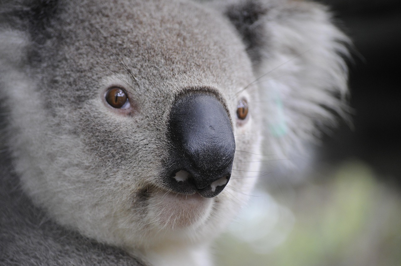 Xtrackers II Australia Government Bond UCITS ETF 2C - EUR Hedged (XAU2 ETF) med ISIN LU3003218016, syftar till att följa FTSE Australian Government Bond (EUR Hedged) index. FTSE Australian Government Bond (EUR Hedged) index följer australiska statsobligationer. Betyg: AAA. Valutasäkrad mot euro (EUR).