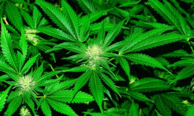 THCX ETF en ren satsning på cannabis