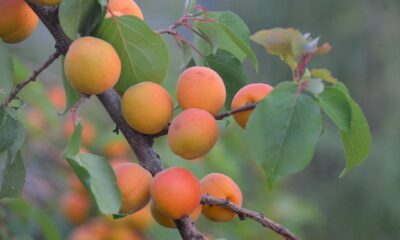 UBS Sustainable Development Bank Bonds UCITS ETF hEUR dis (CHSK ETF) med ISIN LU1852211645, strävar efter att följa Solactive Global Multilateral Development Bank Bond USD 25% Issuer Capped (EUR Hedged) index. Solactive Global Multilateral Development Bank Bond USD 25% Issuer Capped (EUR Hedged) index följer obligationer från internationella utvecklingsbanker som använder medlen för att finansiera hållbara projekt (SDG-orienterade). Alla löptider ingår. Rating: AAA. Valutasäkrad mot euro (EUR).