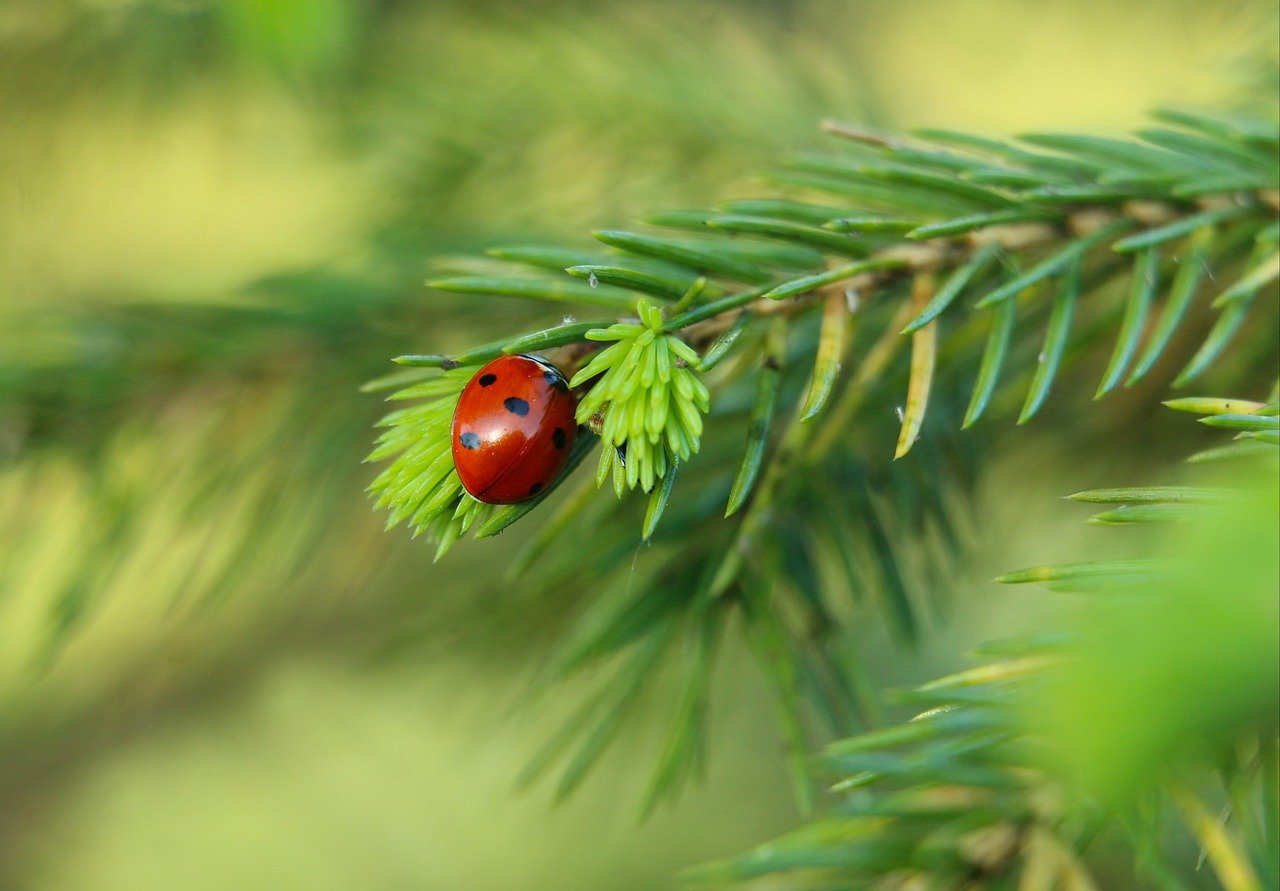 BNP Paribas Easy MSCI USA Small Cap Min TE UCITS ETF EUR Acc (ESAG ETF) med ISIN IE00050J4789 försöker följa MSCI USA Small Cap Select Filtered Min TE-indexet. MSCI USA Small Cap Select Filtered Min TE-indexet följer amerikanska småbolagsaktier. Aktierna som ingår filtreras enligt ESG-kriterier (miljömässiga, sociala och bolagsstyrningsaspekter). Indexet syftar också till att minimera spårningsfelet i förhållande till moderindexet (MSCI USA Small Cap).