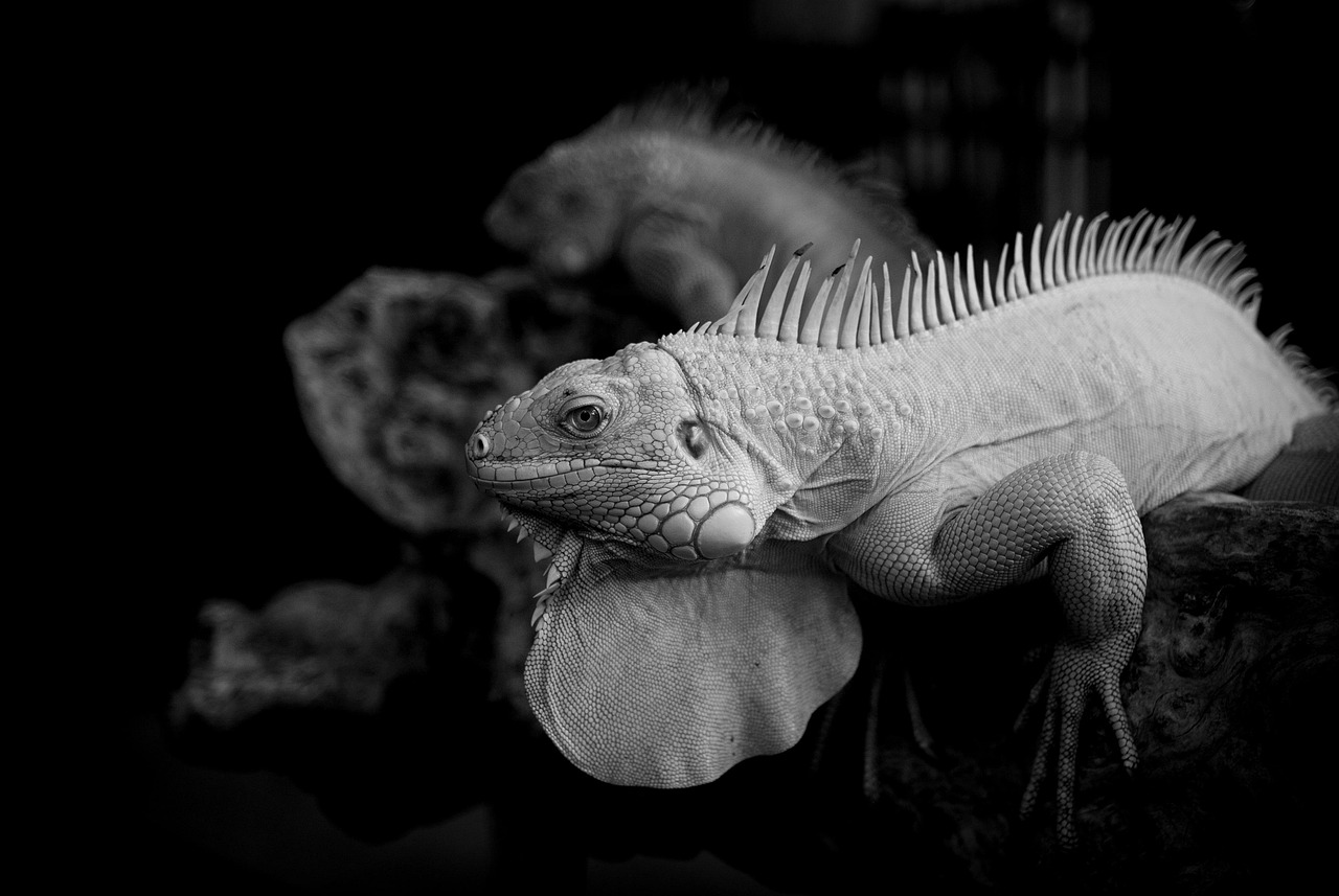 Komodo-obligationer är ett annat namn för globala indonesiska rupiah-obligationer (IDR). Dessa är utformade för att hjälpa indonesiska statsägda företag att finansiera infrastrukturutvecklingsplaner och för att ge företag tillgång till storskaliga utländska investeringar utan valutarisk.