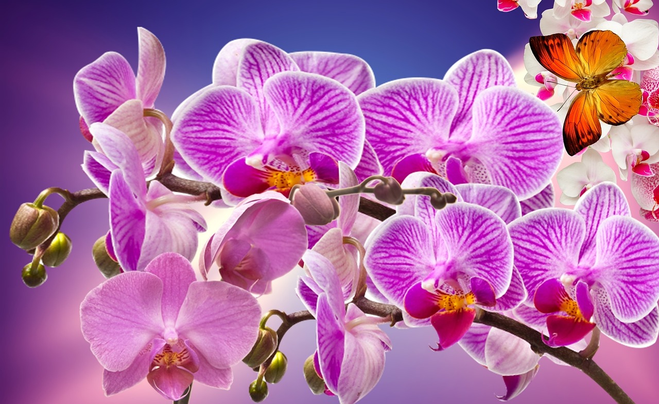 En Orchid-obligation är en obligation denominerad i SGD som emitteras av en singaporiansk enhet på den singaporianska lokala onshore-marknaden för inhemska obligationer genom Singapore Exchange (SGX) och den internationella offshore-marknaden genom Euroclear Bank.
