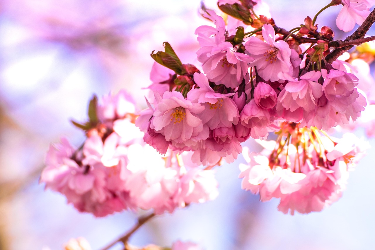 En Sakura-obligation är en obligation denominerad i JPY som emitteras av en japansk enhet på den japanska inhemska obligationsmarknaden.