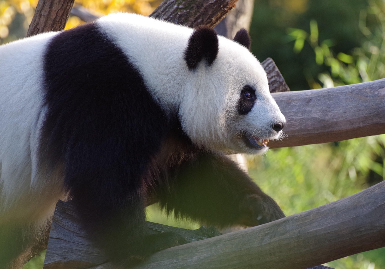 Pandaobligationer är obligationer denominerad i kinesisk renminbi från en icke-kinesisk emittent, som säljs i Folkrepubliken Kina. De två första Panda-obligationerna emitterades i oktober 2005 samma dag av International Finance Corporation och Asian Development Bank.