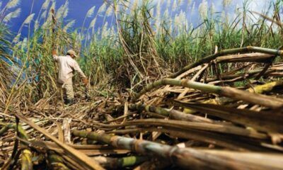 Ett stort område med sockerrör i övre nordöstra Thailand visar symptom på White Cane Leaf Disease, vitt sockerrörsbladssjuka, (WCLD), vilket kan observeras genom att sockerrörsbladen blir bleka eller vita. Sjukdomen påverkar växthälsan genom att hämma tillväxten, undertrycka rotbildning och minska jordbruksavkastningen.