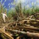 Ett stort område med sockerrör i övre nordöstra Thailand visar symptom på White Cane Leaf Disease, vitt sockerrörsbladssjuka, (WCLD), vilket kan observeras genom att sockerrörsbladen blir bleka eller vita. Sjukdomen påverkar växthälsan genom att hämma tillväxten, undertrycka rotbildning och minska jordbruksavkastningen.