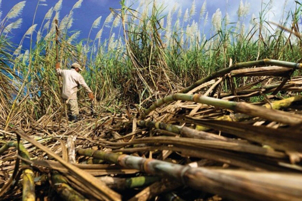 Ett stort område med sockerrör i övre nordöstra Thailand visar symptom på White Cane Leaf Disease, vitt sockerrörsbladssjuka, (WCLD), vilket kan observeras genom att sockerrörsbladen blir bleka eller vita. Sjukdomen påverkar växthälsan genom att hämma tillväxten, undertrycka rotbildning och minska jordbruksavkastningen.