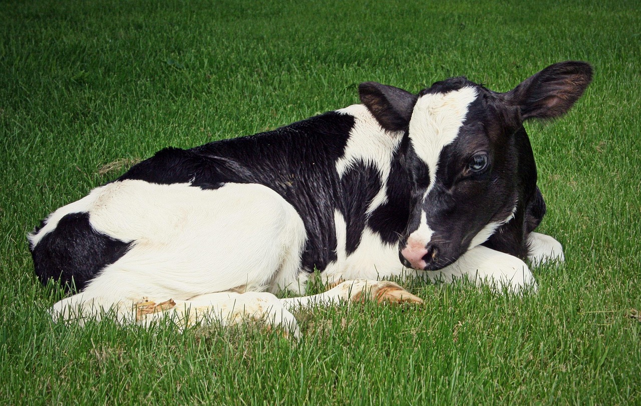 Pacer US Small Cap Cash Cows ETF (CALF ETF) med ISIN IE000W7N50J7, syftar till att replikera den totala avkastningen, före avgifter och kostnader, för Pacer US Small Cap Cash Cows Index (”indexet”). Fonden använder en investeringsmetod med ”passiv förvaltning” (eller indexering) utformad för att följa indexets totala avkastning, före avgifter och kostnader. Indexet publiceras av S&P DJI Netherlands B.V. (ett dotterbolag till S&P Dow Jones Indices LLC) (indexleverantören).