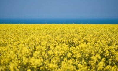 Deka Active EUR High Yield UCITS ETF (D6RJ ETF) med ISIN DE000ETFL649 är en aktivt förvaltad börshandlad fond som investerar i EUR-denominerade högavkastande företagsobligationer. Rating: Sub-Investment Grade.