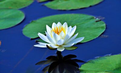 Xtrackers Floating Rate Notes Active UCITS ETF (XFLN ETF) med ISIN IE000F04HGE5, syftar till att, före avgifter och kostnader, uppnå en överavkastning jämfört med ett referensindex som återspeglar resultatet för eurodenominerade, investment grade-obligationer med rörlig ränta och en löptid på upp till tre år genom investeringar i räntebärande värdepapper.