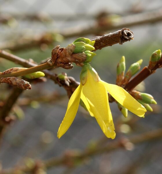 Under mars 2026 såg vi hur en ETF med fokus på utdelningsaristokrater  tilldragit sig störst intresse från besökarna på vår sida Etfmarknaden. Vi ser en helt ny kung bland börshandlade fonder. Vi ser också ett fortsatt stort intresse för månadsutdelande fonder.