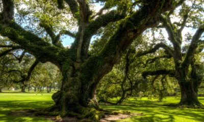 State Street Blackstone Euro AAA CLO USD Hdg UCITS ETF förvaltas aktivt och investerar främst i eurodenominerade trancher av collateralized loan obligations (CLO) med fast och rörlig ränta och AAA-ranking. CLOer är diversifierade portföljer av företagslån som är värdepapperiserade i olika trancher.