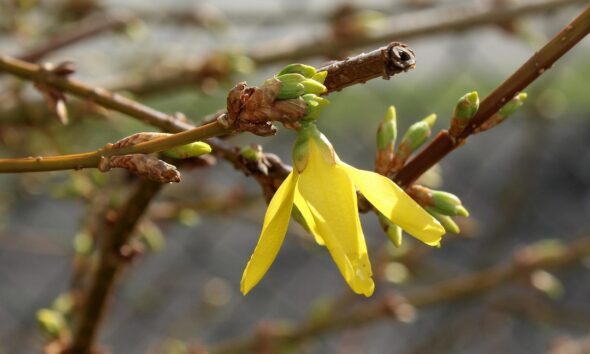 Utdelningsbeloppet i rubricerad börshandlad fond, legalt namn XACT Nordic High Dividend Low Volatility (UCITS ETF), har fastställts till totalt SEK 7,60 per fondandel. SEK 1,90 delas ut i mars, maj, september och november.